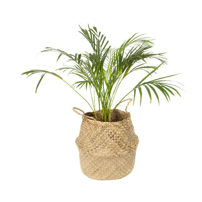 "Belly" Large Woven Seagrass Storage Basket - Natural 5 Compactor