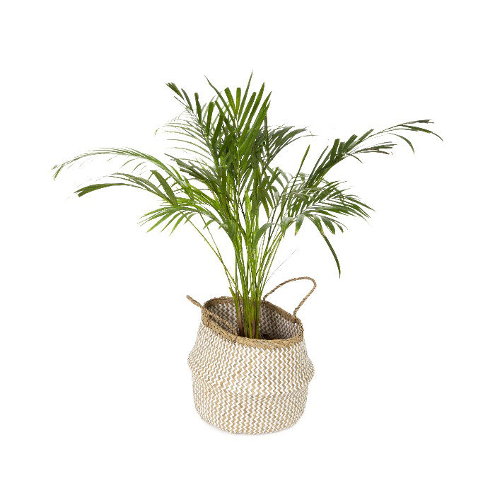 "Belly" Medium Woven seagrass storage basket - White 5 Compactor