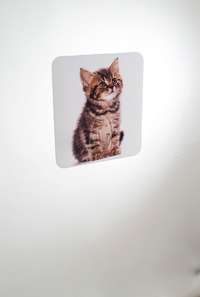 Cat "Magic Hook" Self Adhesive Storage Hook